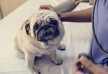 Trzecia powieka u psa - objawy i specjalistyczne leczenie