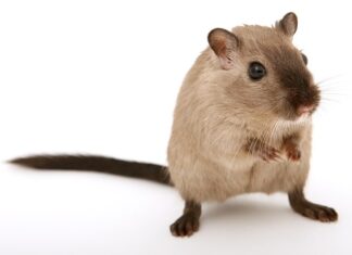 Czego boją się myszy?